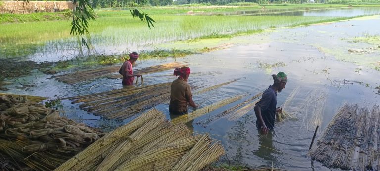 চুয়াডাঙ্গায় তীব্র খরা ও অনাবৃষ্টিতে পাটের ফলনে বিপর্যয়