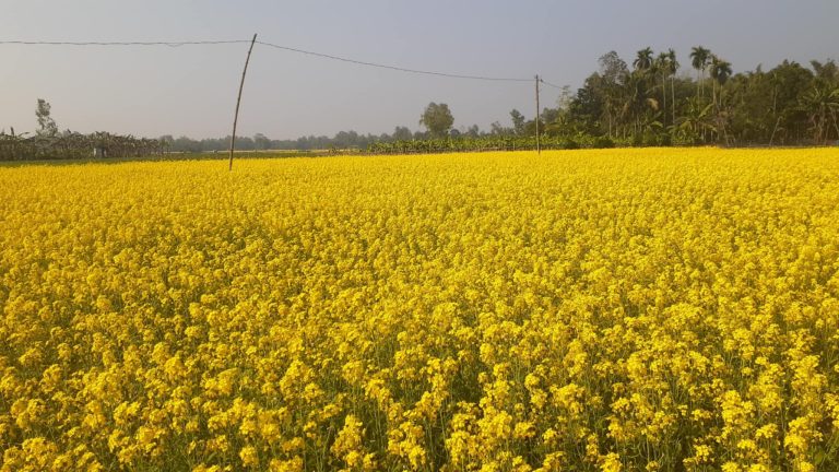 হলুদের সমারোহে ছেয়ে গেছে শেরপুরের ফসলের মাঠ