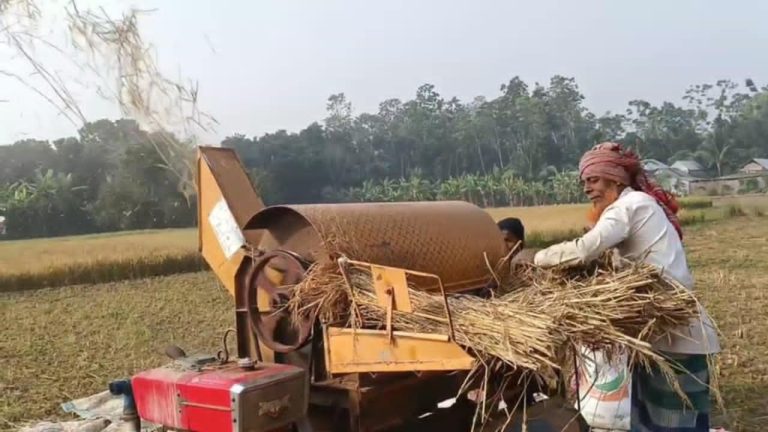 সদরপুরে রোপা আমনের ফলন বৃদ্ধি হলে ও দাম নিয়ে আশংঙ্কা কৃষকের