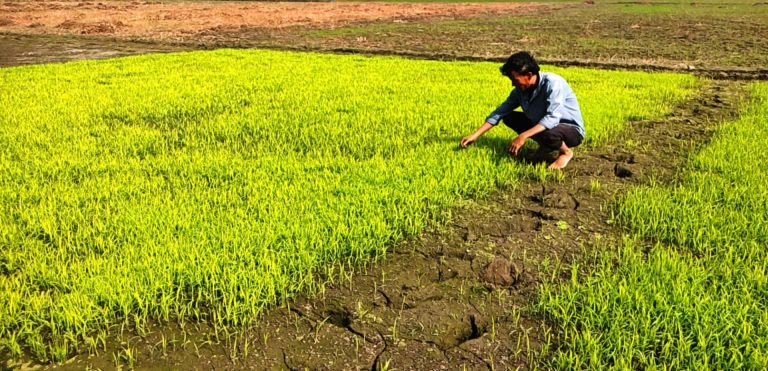 কচুয়ায় বোরো বীজতলা তৈরি ও পরিচর্চায় ব্যস্ত কৃষক