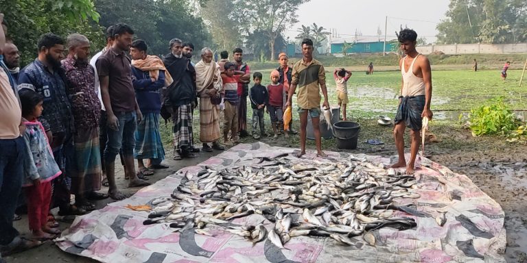 শত্রুতার জের ধরে কচুয়ায় পুকুরে বিষ প্রয়োগে মাছ নিধন!