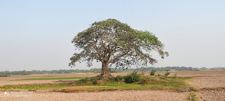 কচুয়ায় বিলের মাঝে আজো দাড়িঁয়ে আছে অর্ধশতাব্দী বটগাছ