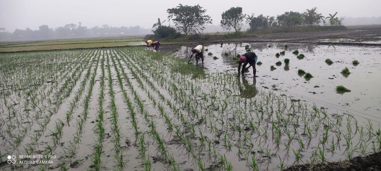 কচুয়ায় শীত উপেক্ষা করে বোরো আবাদে ব্যস্ত কৃষক