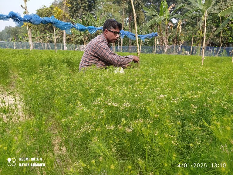 চুয়াডাঙ্গায় জিরা চাষে সফলতার পথে কৃষি উদ্যোক্তা জাহিদুল ইসলাম