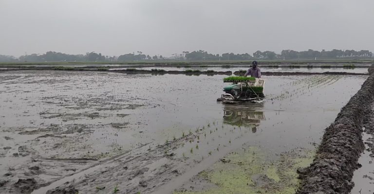 কচুয়ায় সমলয় পদ্ধতিতে বোরো চাষাবাদ, স্বল্প খরচে অধিক লাভ