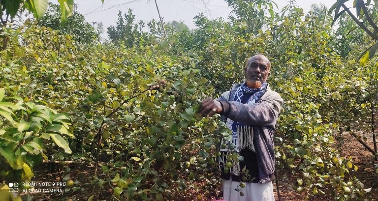 কচুয়ায় আপেল বরই চাষে ভাগ্য বদলের স্বপ্ন কৃষক শহীদ বেপারী